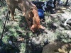 Township Animal Rescue need homes for their dogs.
