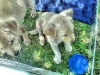 Township Animal Rescue need homes for their dogs.