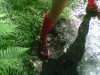 Standing in foot print of elephant in Knysna forest surrounded with dung and broken branches.