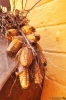 At least there is no donkey, horse or buffalo in my mealie.