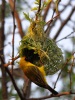 Weaver, hard at work.