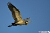 Soaring effortlessly.