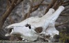 Giraffe skull, somewhere in Botswana.