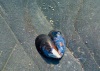 Lonely Heart