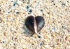 Heart Mussel