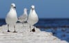 Strutting seagulls