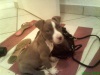 Pablo guarding my bag!