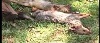 dead wild dogs on display in Nandi count after the were killed by the residents.