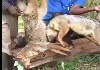 the killed strayed wild dogs.