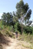 Downhill through Hillcrest Berry Orchards in Stellenbosch. Photo by Thomas F