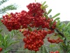The fiery red fruits of Pyracantha angustifolia, a reliable sign of autumn.
