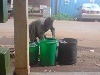 When hunger strikes, not even the flies can stop you from fighting. A young man searching for food remains in dustbins