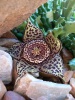 Orbea variegata, a type of stapeliad, flowering in my garden after the rain