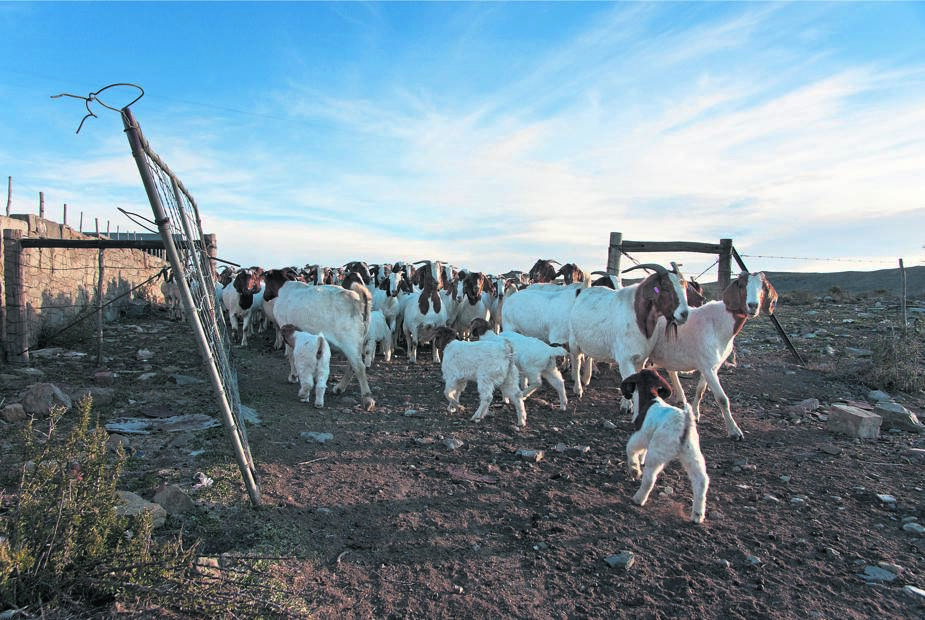 The Department of Agriculture and Rural Development offered to put its weight behind the goat-farming initiative but has failed to provide the promised funds or support.PHOTO: gallo images