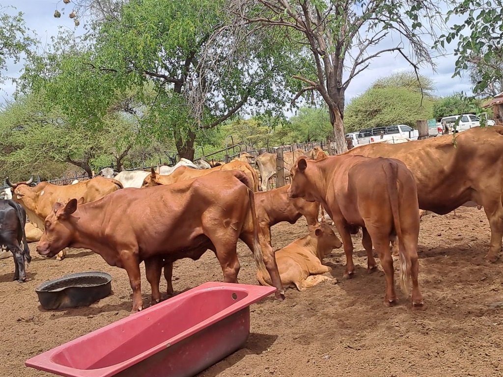 Stolen cattle was recovered in North West.