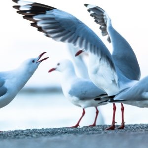 Humans seem to give seagulls cues about food. 