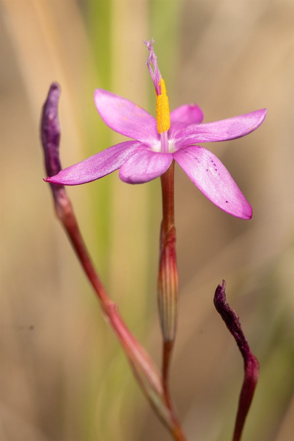 1.	The critically endangered pink iris, Hesperanth