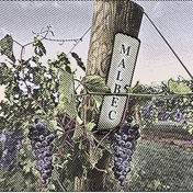 WINE 101 | Fringe grapes to get to know this festive season: Malbec
