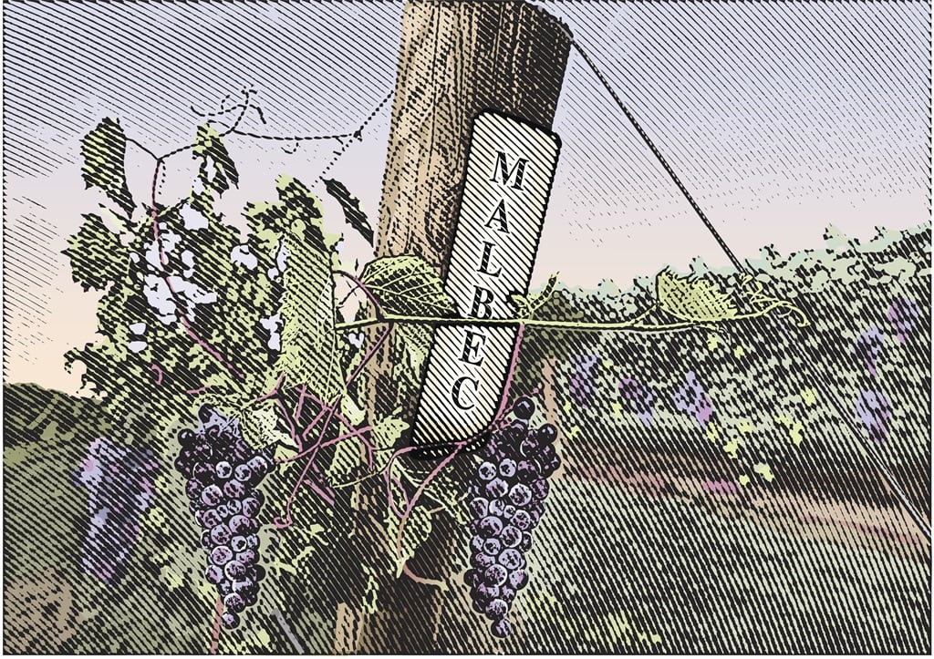 Vineyard grapes Malbec.