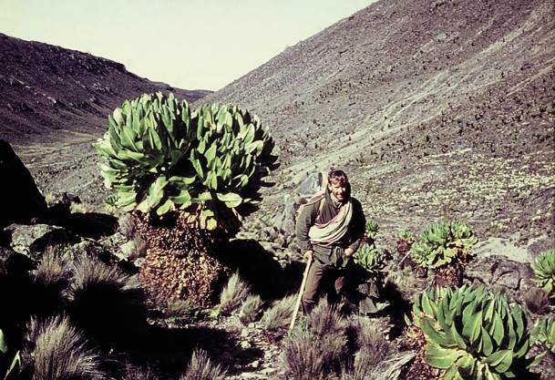 Ian Lockhart tussen kruiskruid in die Telekivallei nadat hy die spits van berg Kenia bereik het.