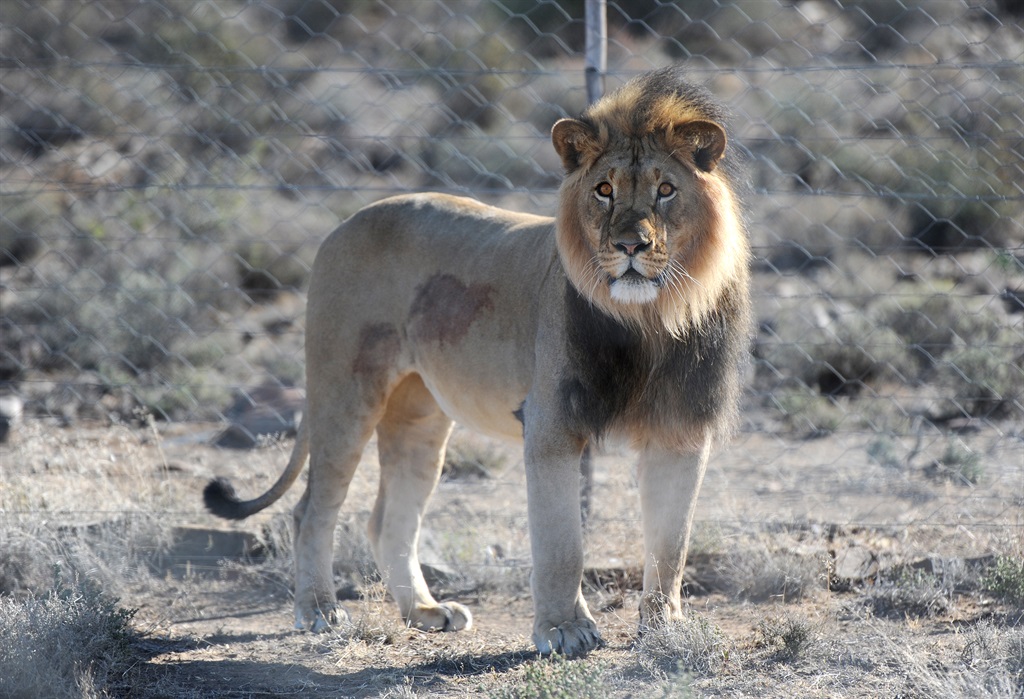 Loclas claimed two lions were spotted roaming through rural areas of Mpumalanga.