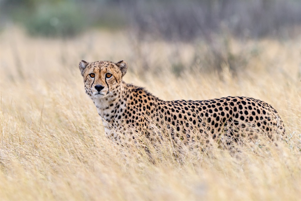 A cheetah walks in tall grass. 