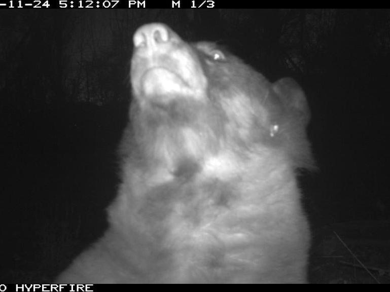 Businessinsider.co.za | 'Selfie Bear' goes viral after wildlife cameras capture 400 adorable photos of a curious black bear
