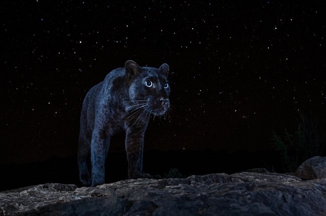 Photographer Will Burrard-Lucas spent months trailing this camera-shy black leopard in a remote 
part of Kenya in his quest to capture some never-before-seen shots of the magnificent creature. (PHOTO: Supplied)