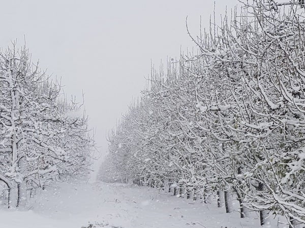 Sneeu by Laastedrif-boerdery by Ceres in 2020. Foto: Rossouw Cillie