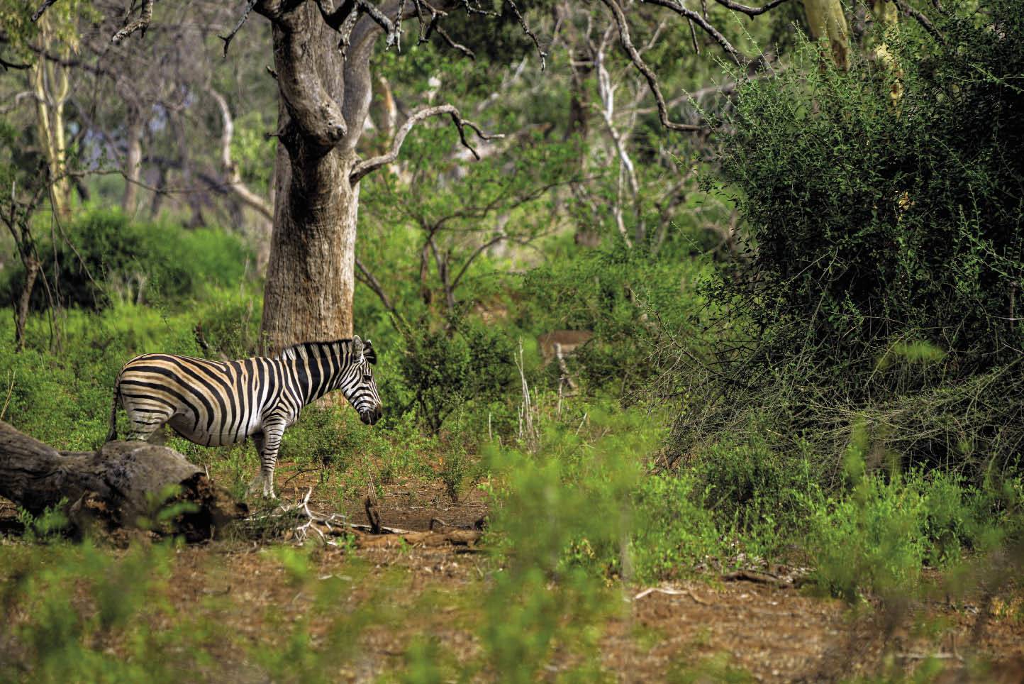 ’n Sebra stap onder ’n kolos van ’n hardekoolboom verby in Pafuri in die verre noorde van die Krugerwildtuin.