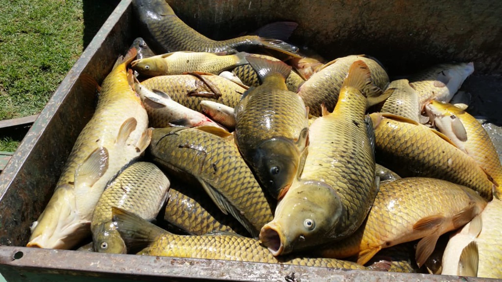 Water and sanitation department is investigating the deaths of fish at the Hartbeespoort Dam in the North West.