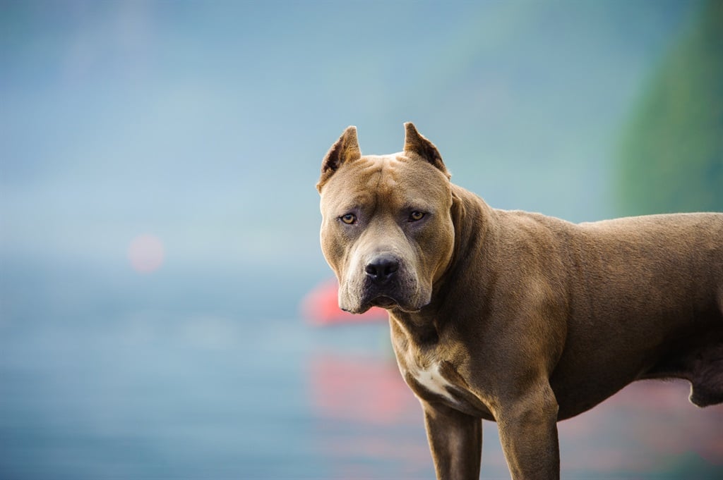 Numerous African countries have sought to control aggressive dog breeds. (Tara Gregg/Getty Images/EyeEm)