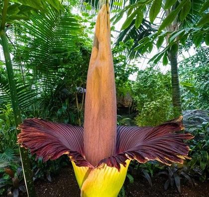 A corpse flower that emits a dead-body odour went into bloom in Poland