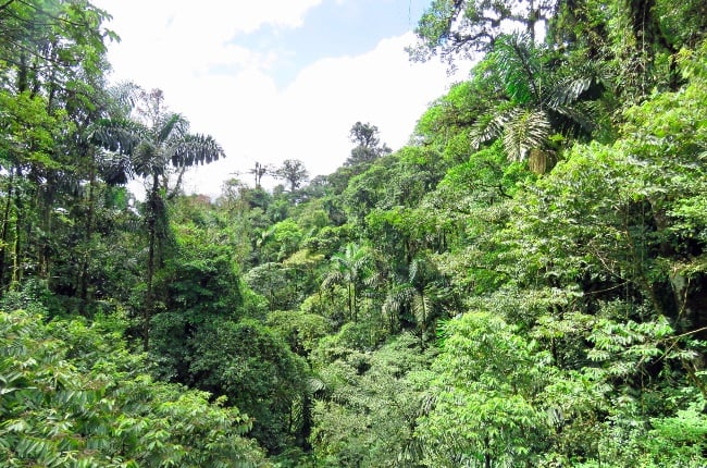 Tree canopy of Monteverde. (PHOTO: Getty Images)