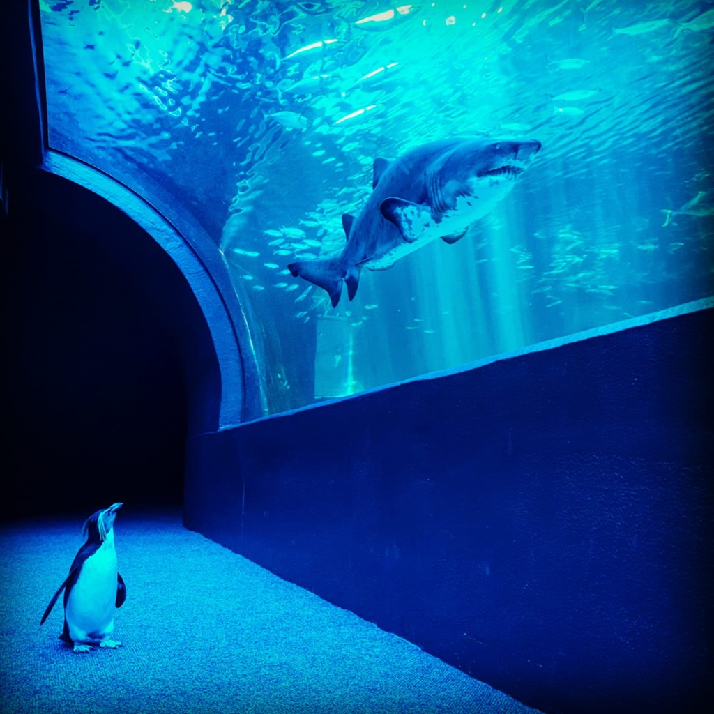 Two Oceans Aquarium.