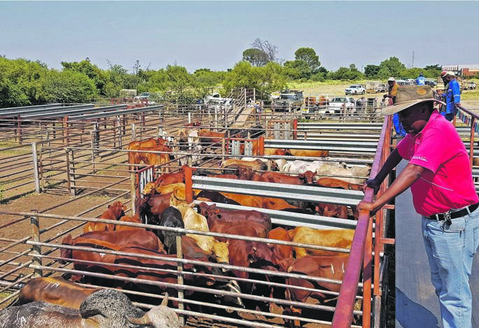 A livestock auction yard in Buhrmansdrif near Mahikeng, North West, and, (right) bakkies pulling trailers loaded with cows, pigs, goats and sheep queue up to enter the yard. Picture: Tebogo Letsie