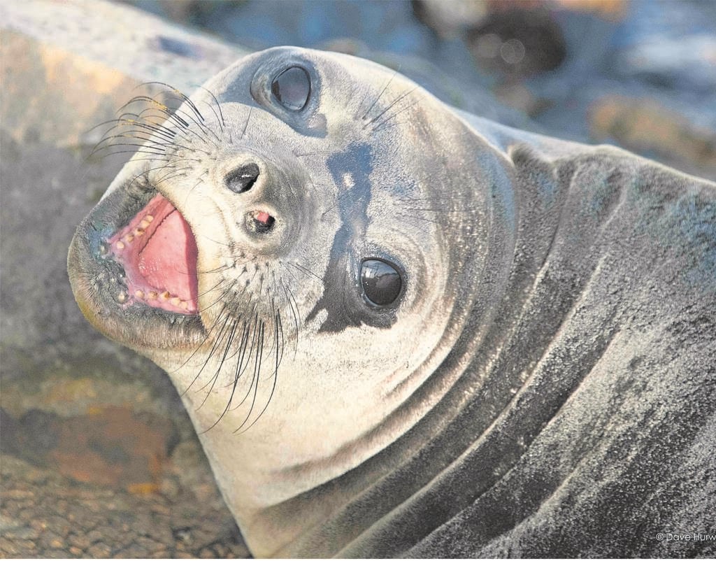 A seal. PHOTO: Dave Hurwitz