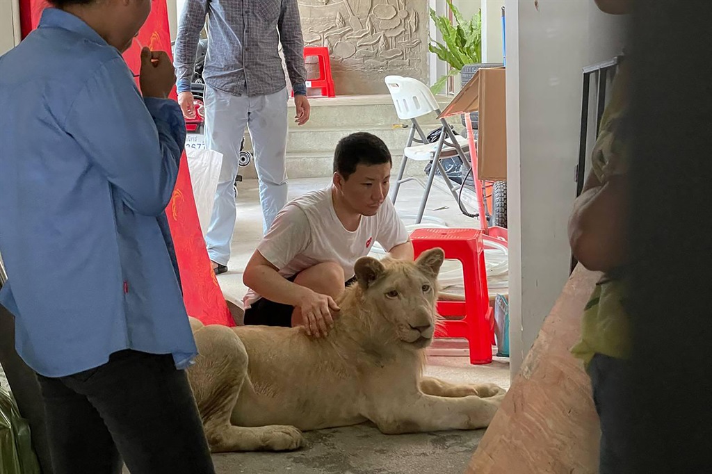 Cambodian authorities have confiscated a pet lion from a Chinese national after it was seen in TikTok videos being cuddled and bathed in a Phnom Penh villa. (AFP PHOTO / CAMBODIA'S MINISTRY OF ENVIRONMENT)