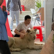 Chinese owner has pet lion confiscated in Cambodia