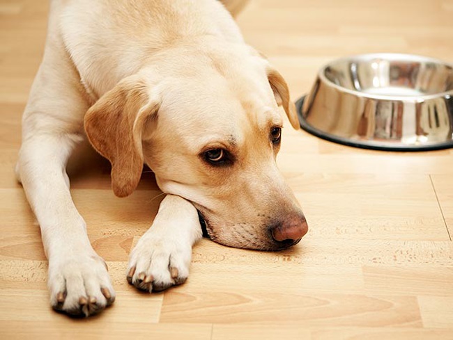 An ‘upset tummy’, which may include vomiting, diarrhoea, flatulence, weight loss or constipation, are all common signs that your pet may not be feeling well. (Image: Supplied)
