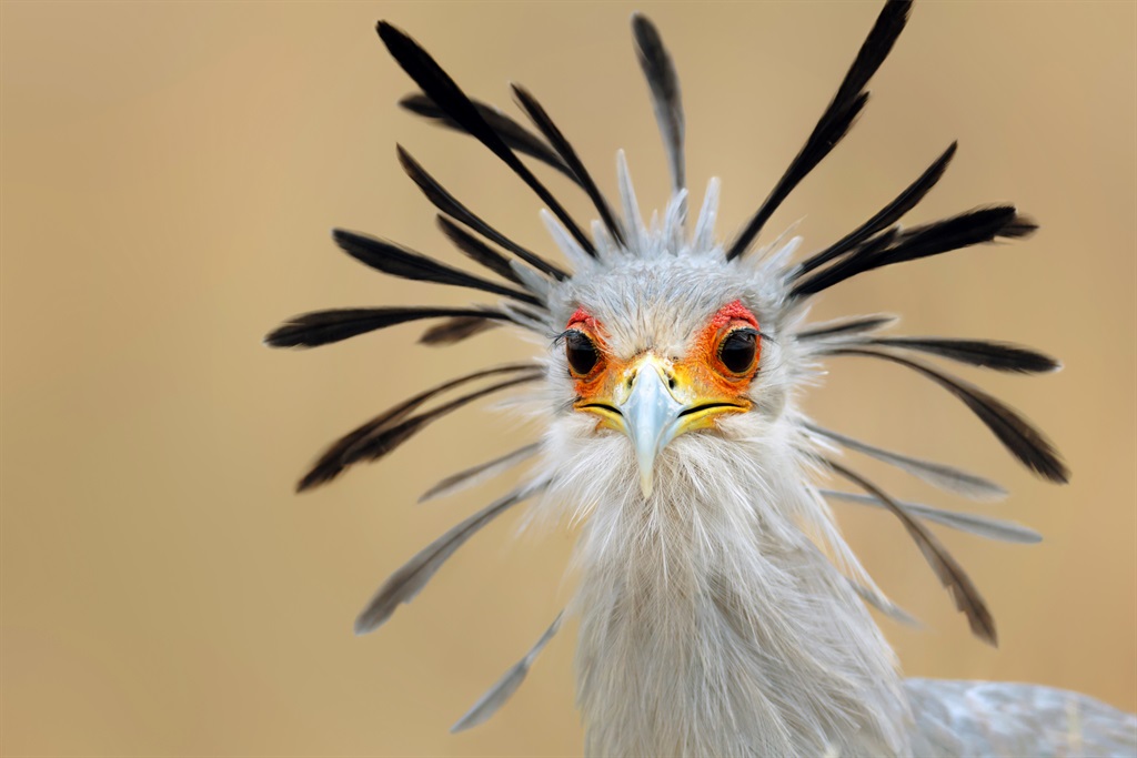 Close-up portrait of a secretary bird - Sagittariu