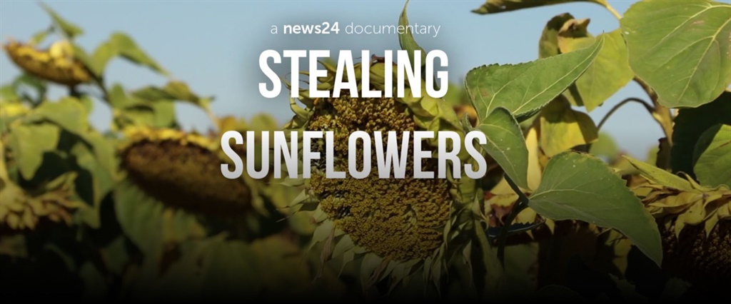 stealing sunflowers, coligny, Matlhomola Moshoeu