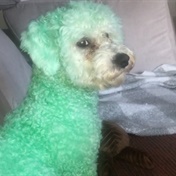 Daughter dyes the family dog green and her mom has no idea how to act