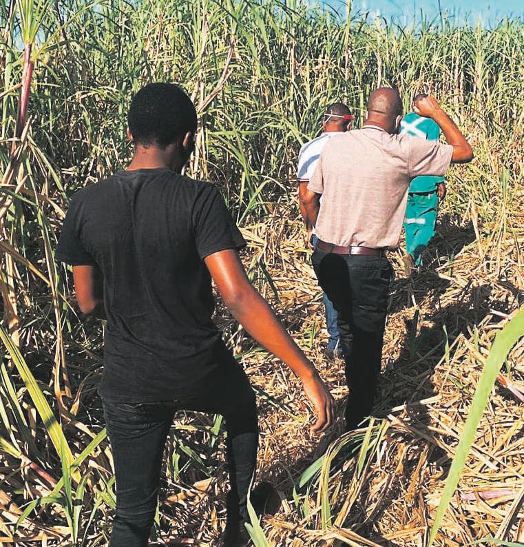 Farmers walk through an area in a field where their sugar cane has been cut and stolen for making home-made beer.
