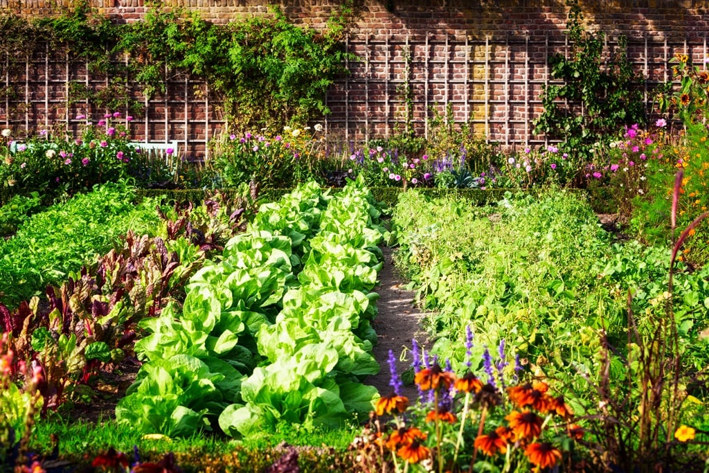 Government should, undoubtedly be worried about this phenomena and start taking steps towards bringing back the once successful community food garden and rural agricultural development. Picture: iStock/Firina