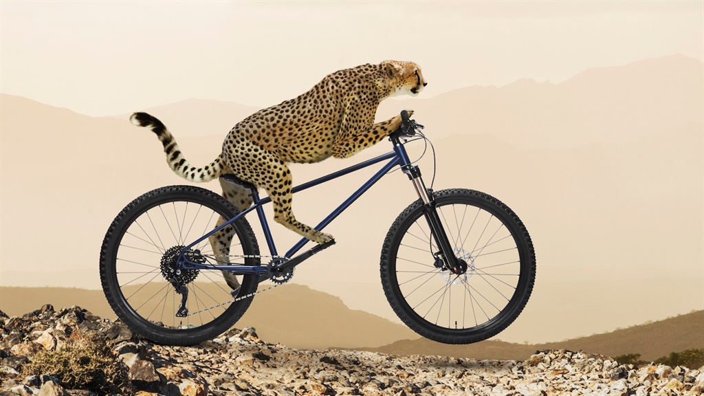 A cheetah rides a bike across rocky terrain.