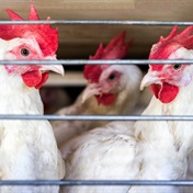 Ghana confirms bird flu outbreak with 600 000 animals at risk