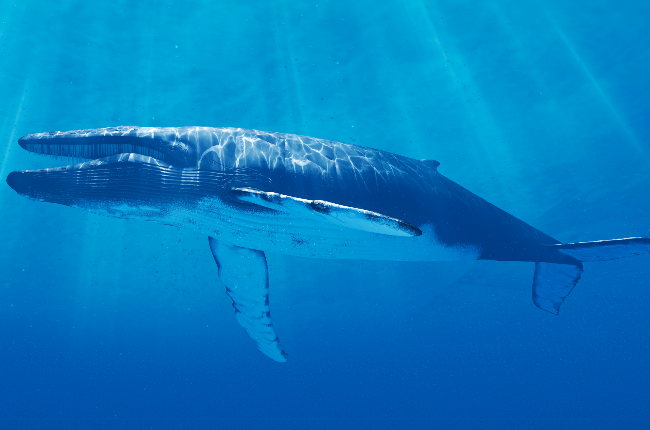 Blue whale (Photo: Getty/Gallo Images)