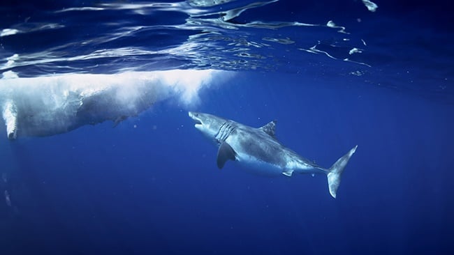 Deep Blue, a massive great white shark , feasts on a dead whale. (photo credit: Kim Jeffries, Mark Mohler, Andrew Gray)