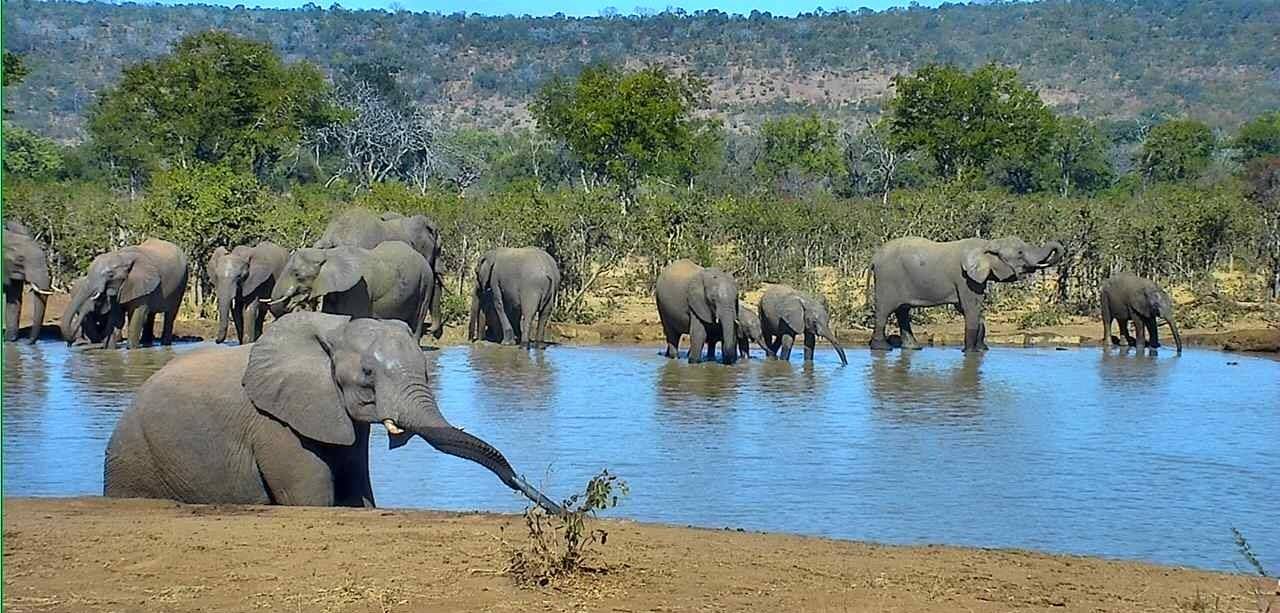 Die webkamera by die Punda Maria-dam in die Krugerwildtuin het die olifant betrap toe hy water uit die toevoerpyp drink.